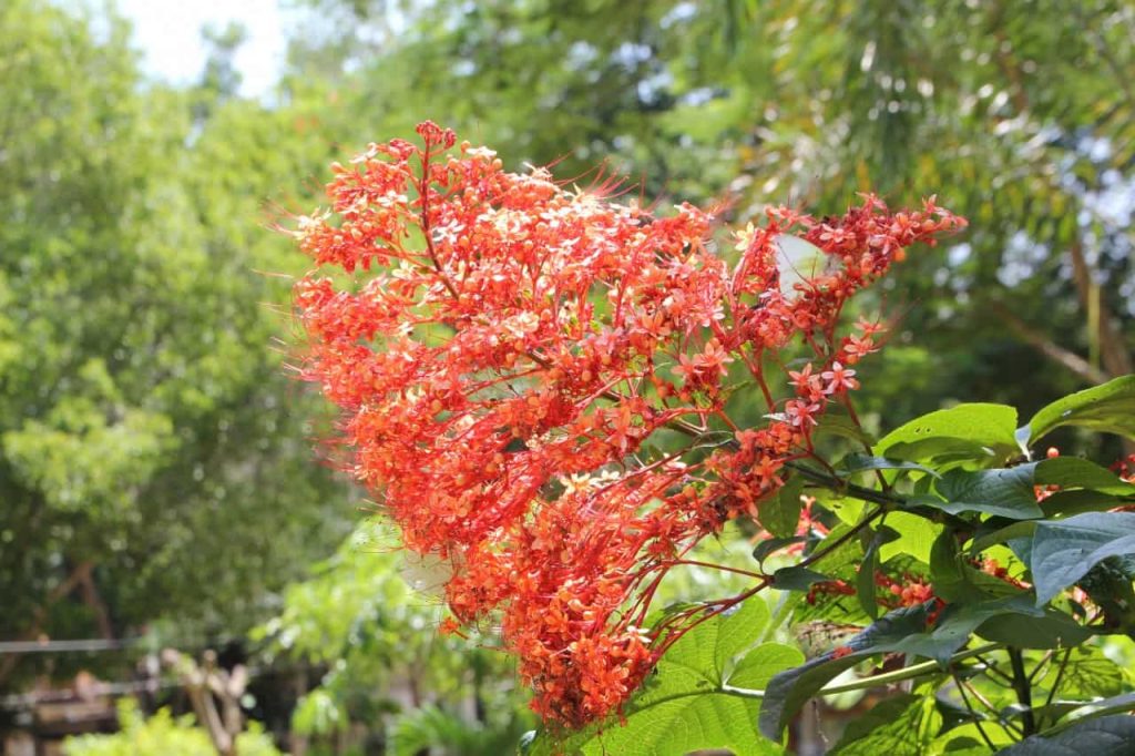 Khao Yai – rote Blüte