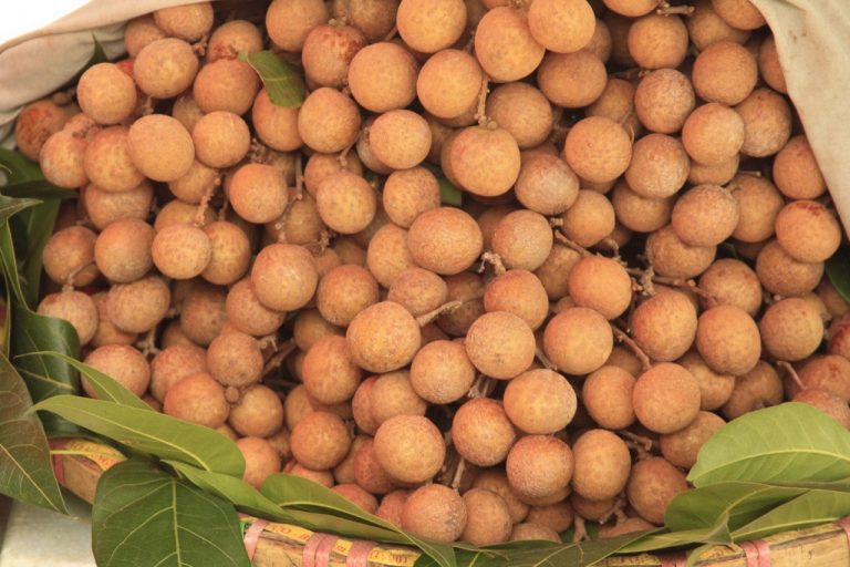 Vietnam - Longan