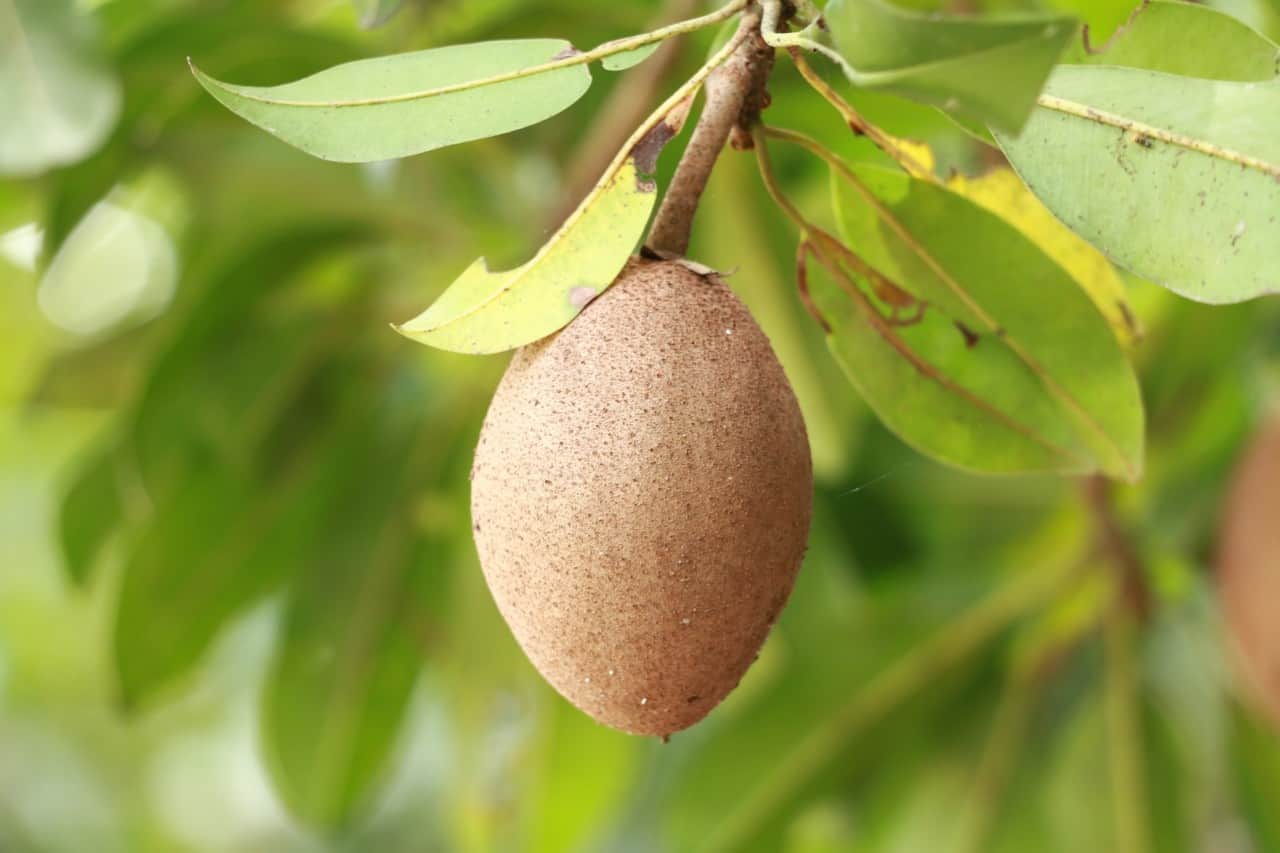 Südostasien - Sapodilla