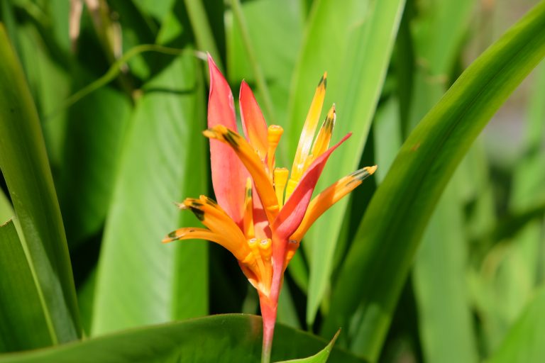 Bali Blume