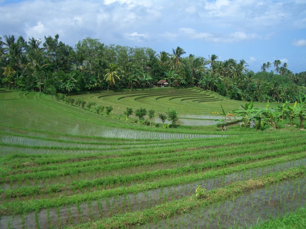 Bali Reisfelder