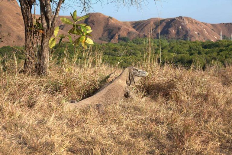 Indonesien Flores Komodowaran3