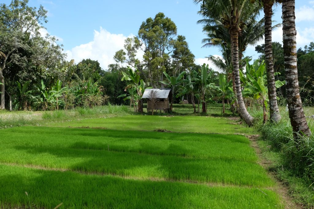 Lombok Reisfeld