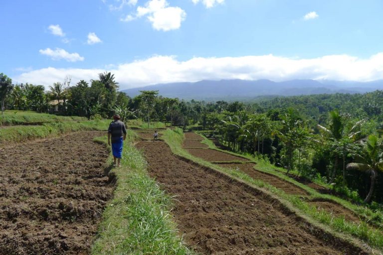 Indonesien Lombok Reisfelder