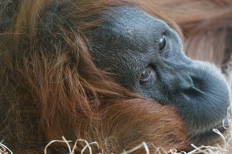 Sumatra Affe