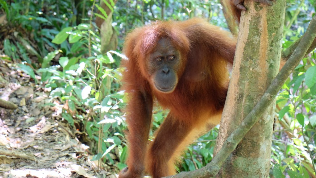 Sumatra Orang Utan