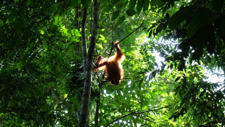 Sumatra Orang Utan