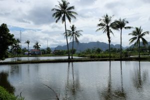 Sulawesi