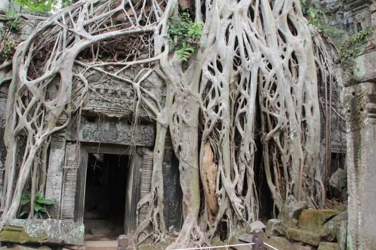 Kambodscha Ta Prohm Ueberwucherter Eingang