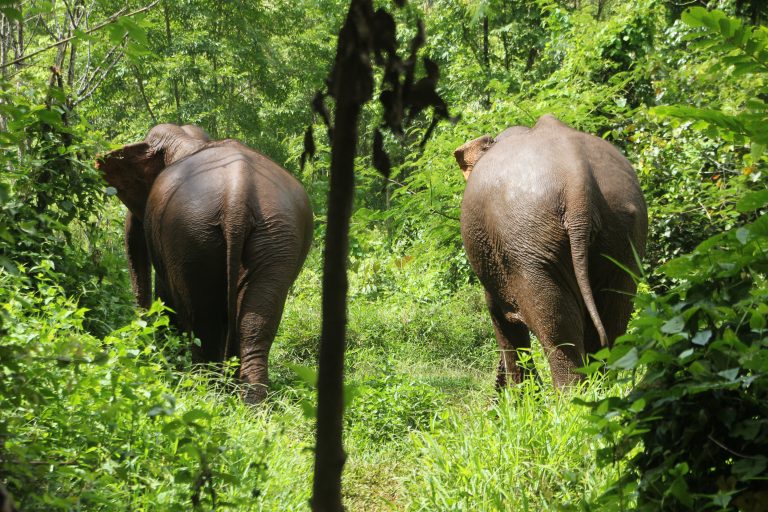 Elefanten im Dschungel