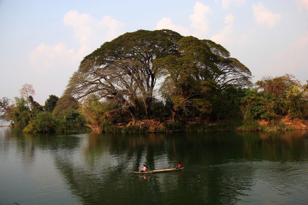 Mekong mit großem Baum am Ufer