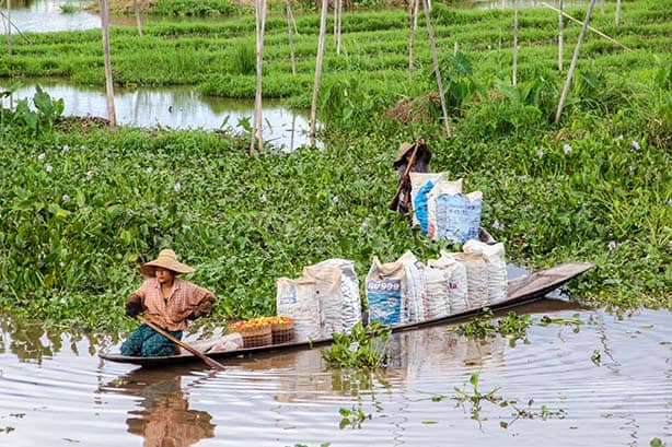 Myanmar - Inle See - Tomatenernte