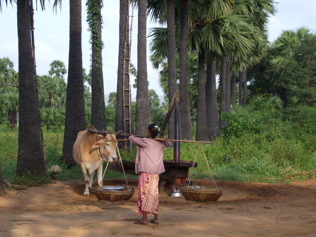 Myanmar Erdnußölpresse