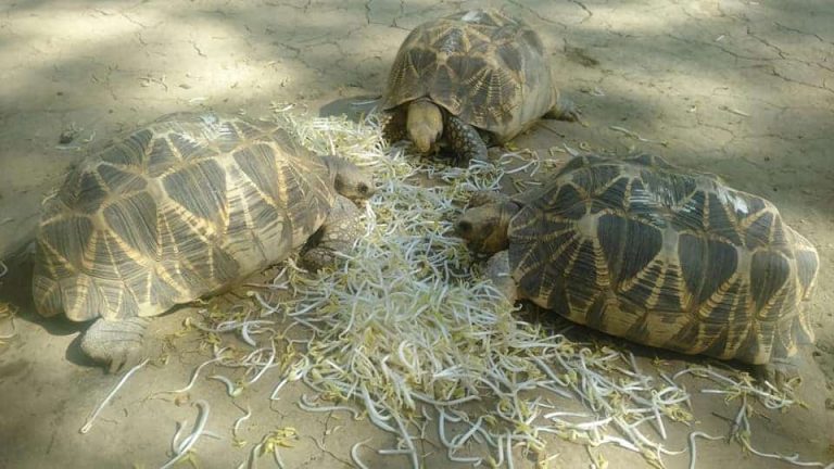 Sternschildkröte Myanmar