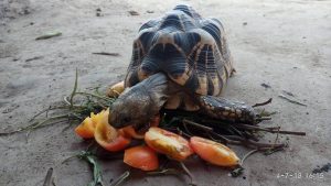 Sternschildkröte Myanmar