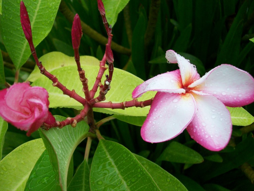 Frangipani