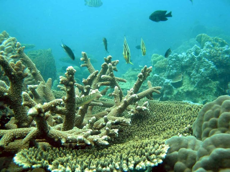 Phu Quoc Korallen und Fische