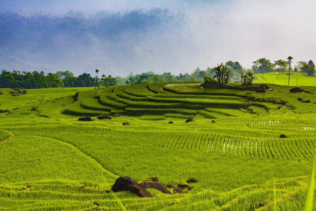 weitläufige grüne Pu Luong Reisterrassen
