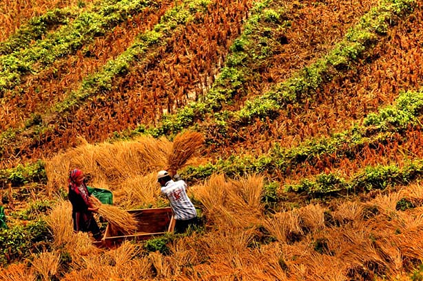 Vietnam - Sapa - Reisernte