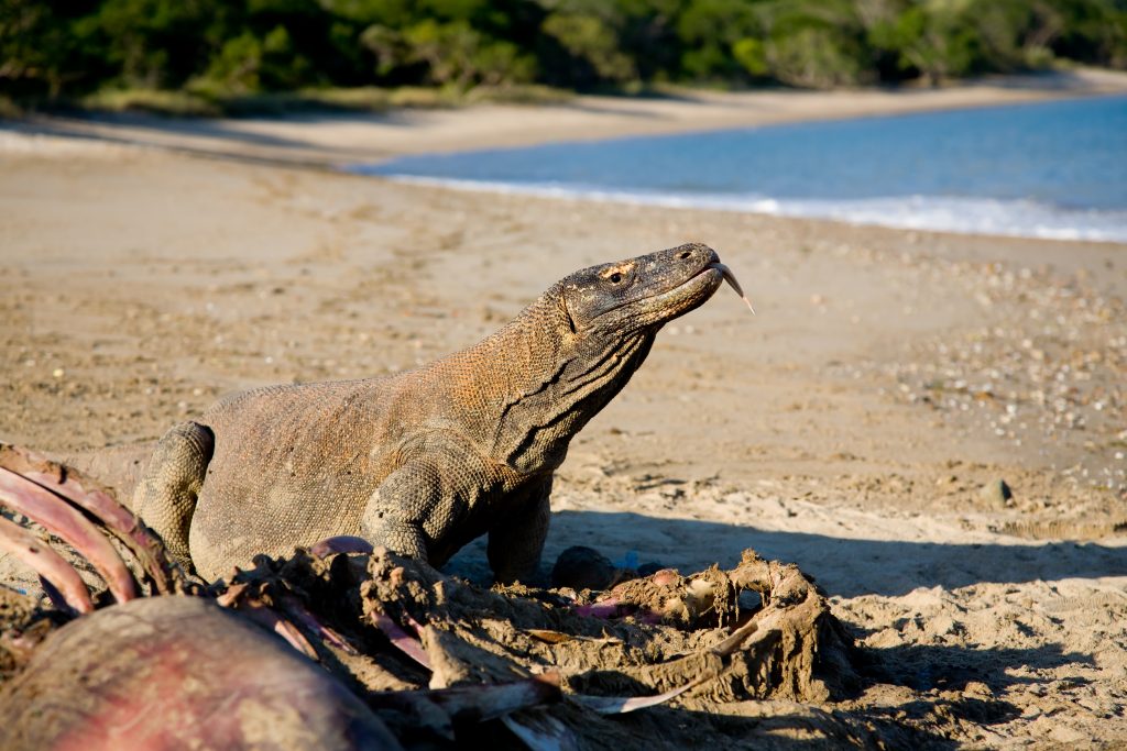 Komodowaran