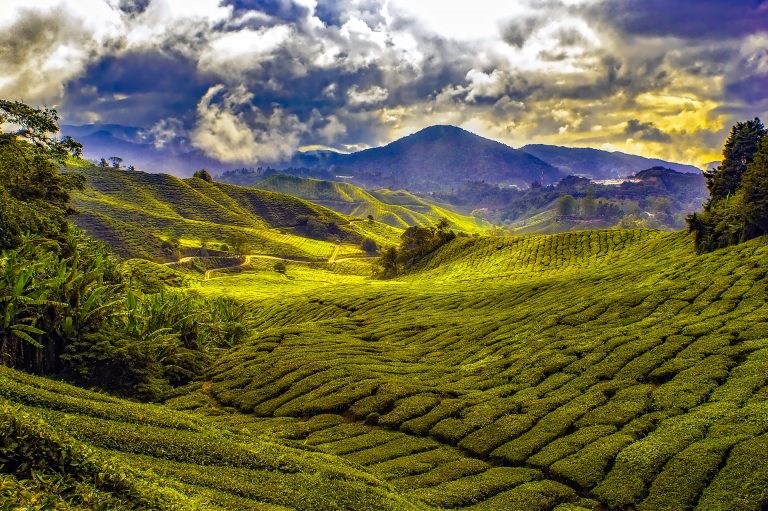 Cameron Highlands