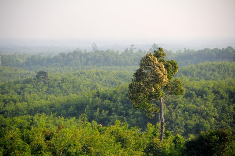 Urwald in Myanmar Luftaufnahme