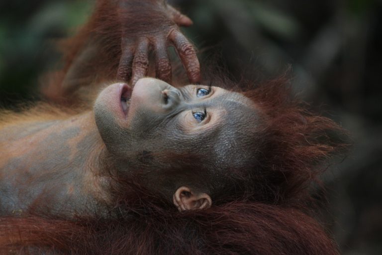 Malaysia Orang Utan