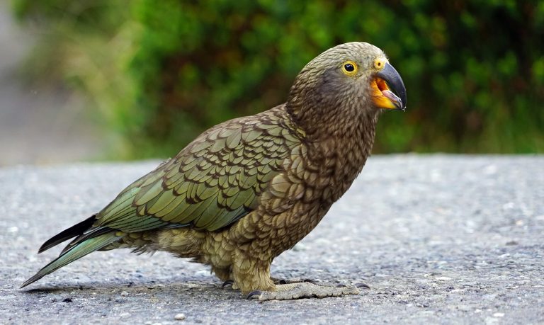 Neuseeländischer Kea Vogel