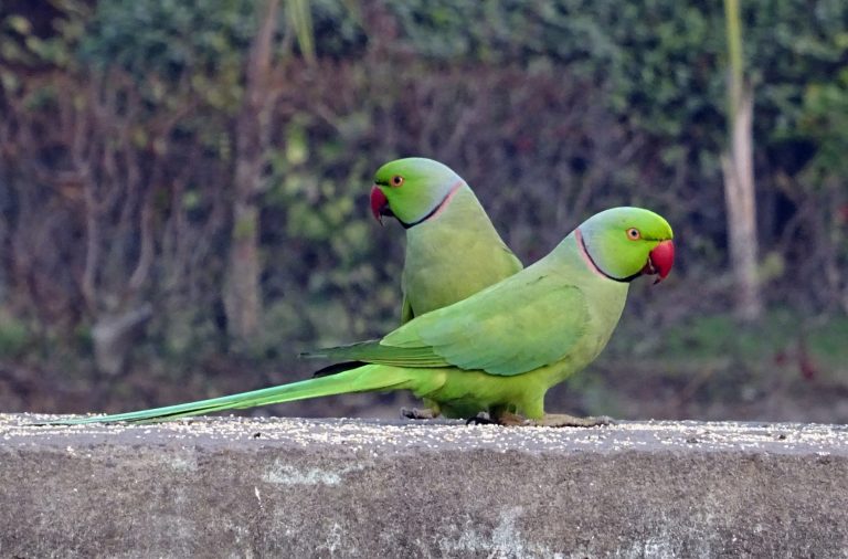 Rose Ringed Parakeet