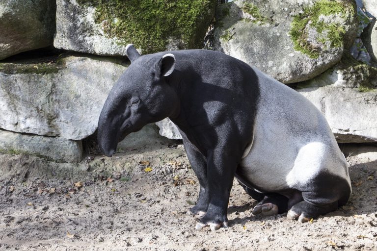 Thailand Schabrackentapir