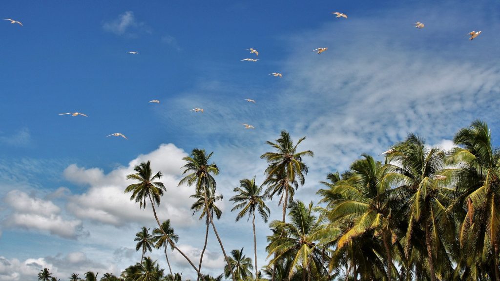 Palmen in Sri Lanka