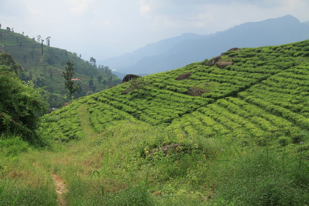 Sri Lanka Teeplantage