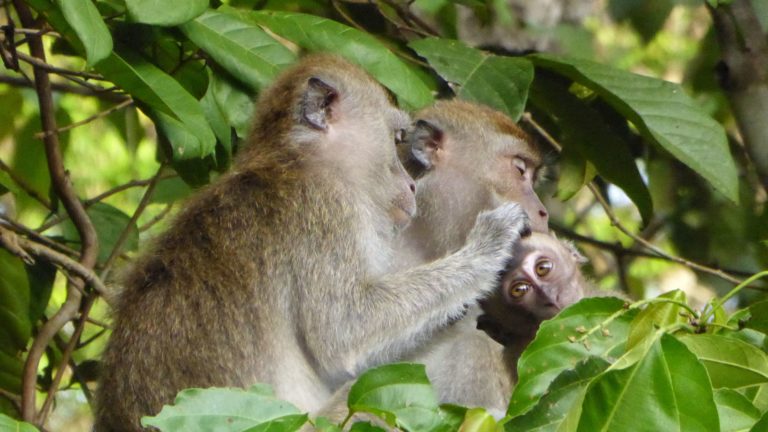 Malaysia Borneo Affen