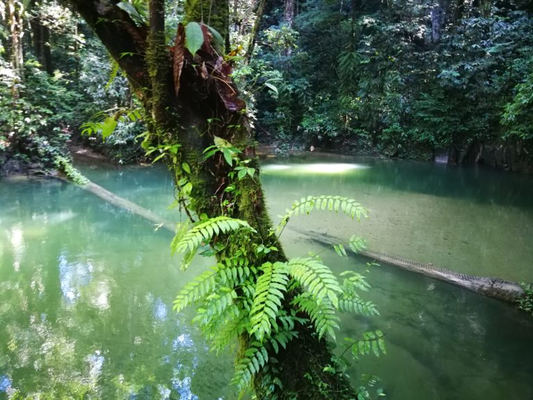 Gunung Mulu Nationalpark Kleiner See im Dschungel