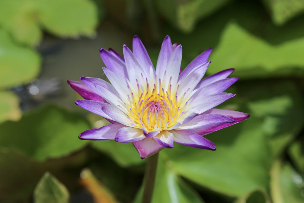 Blüte Lila