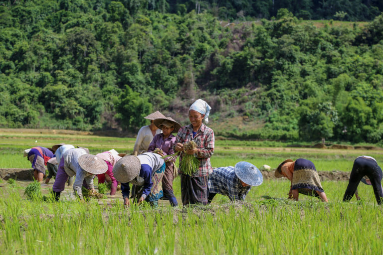 Laos Frauen bei Reisernte