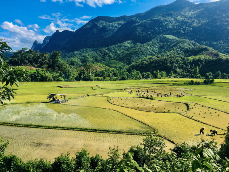 Laos Landschaft mit Reisfeldern