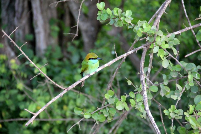 Sri Lanka Yala NP bunter Vogel