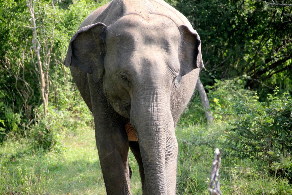 Sri Lanka Yala NP Elefant