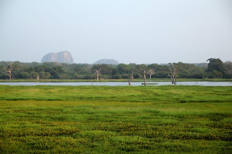 Sri Lanka Yala Nationalpark Safari Landschaft