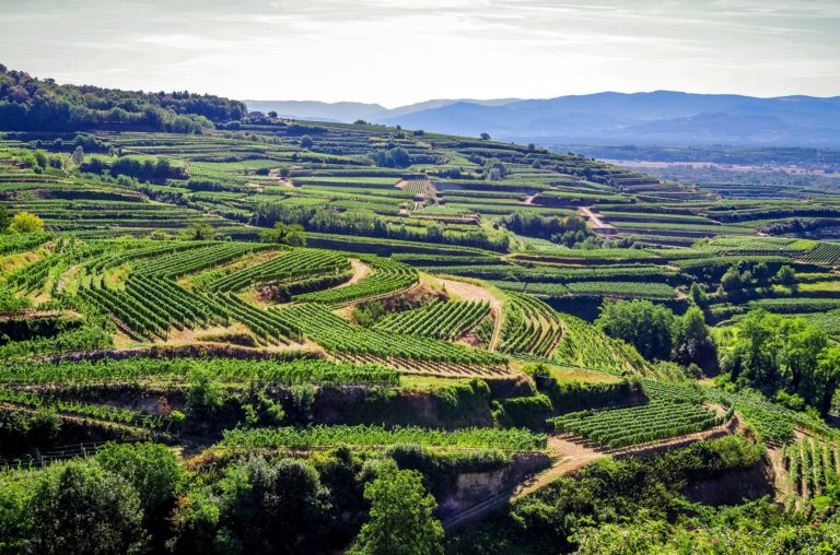 Kaiserstuhl Weinberge