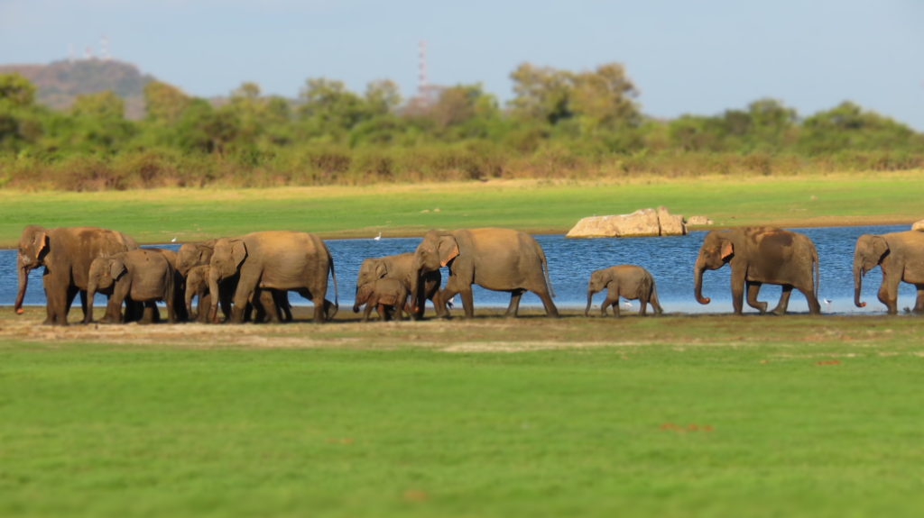 Sri Lanka Minneriya Nationalpark Elefanten