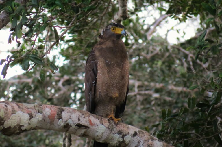 Wilpattu Adler
