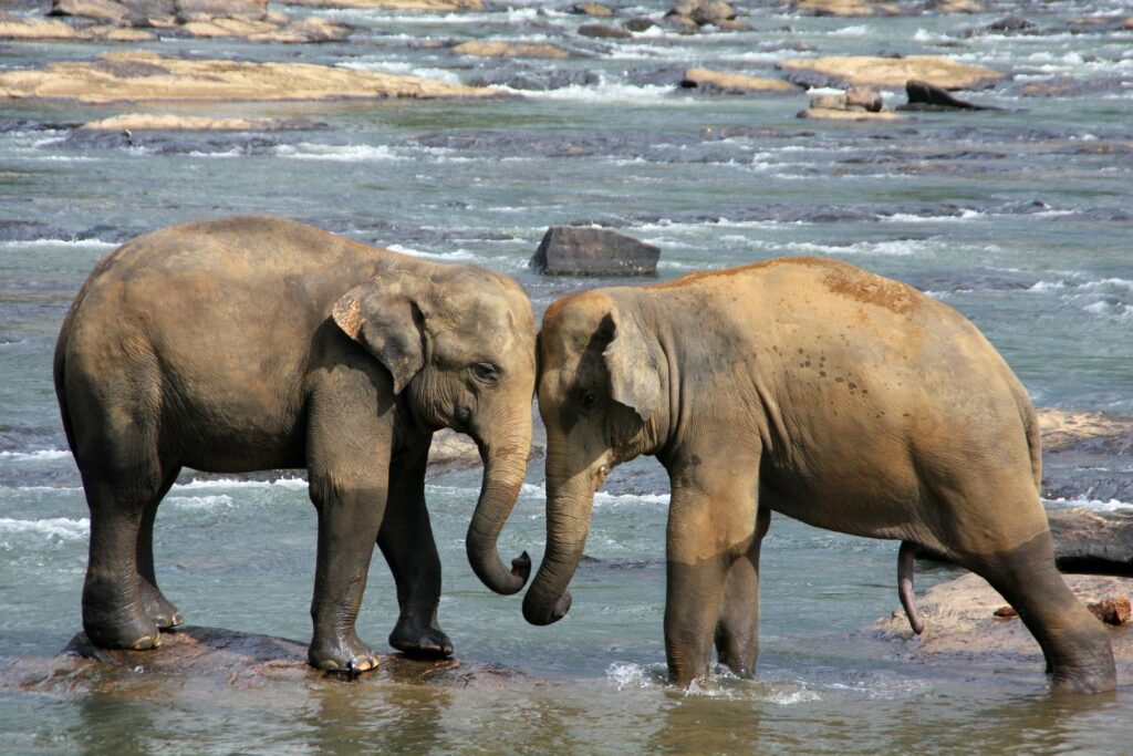 Wilpattu Elefanten im Fluss