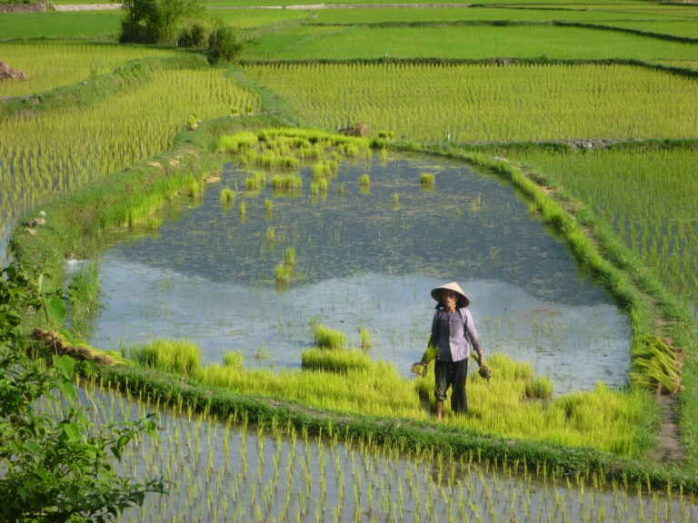 Ha Giang Reiseernte Frau