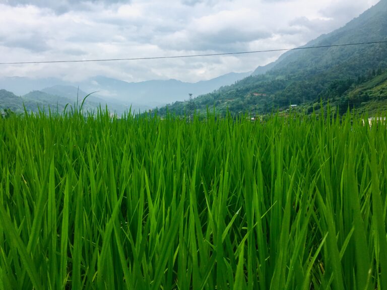 Sapa Reisfeld