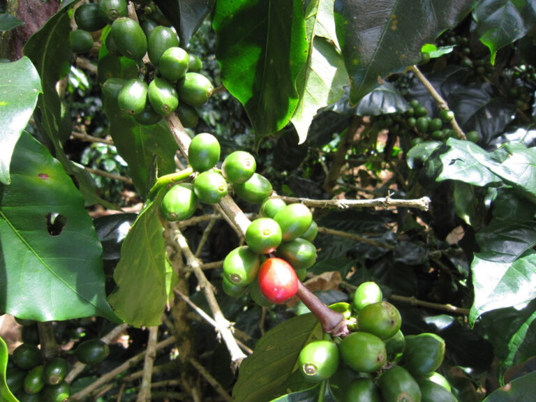 Bolevan Plateau - Kaffeeplantage