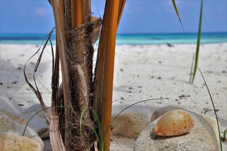 Malediven Muschel am Strand