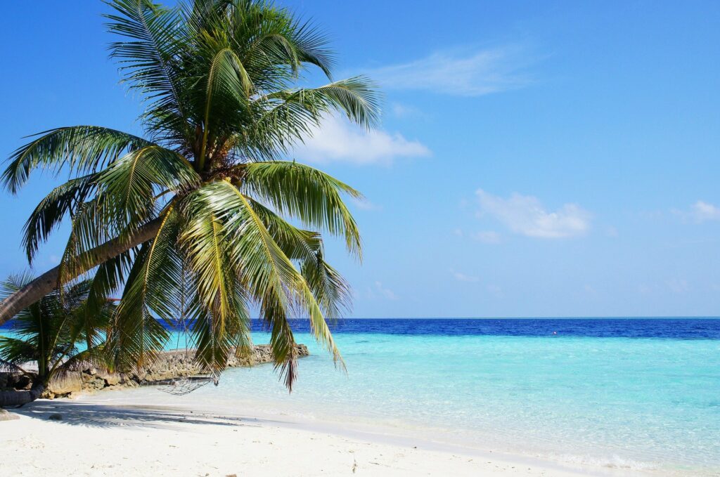 Malediven Wasser und Palme am Strand