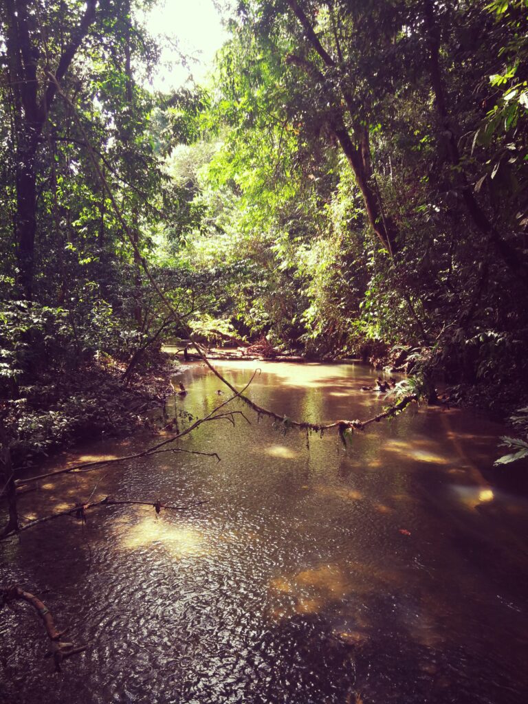 Gunung Mulu Nationalpark Fluss